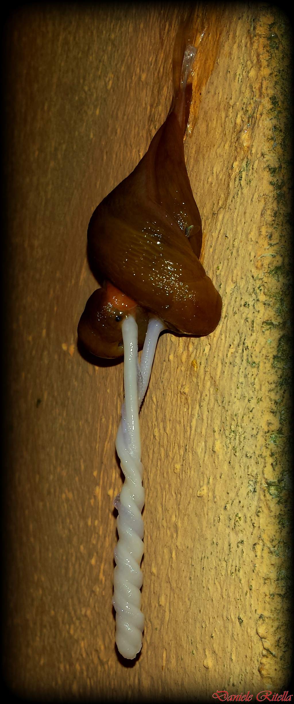 Accoppiamento Limax-corsicus-gruppo da Venafro (IS)